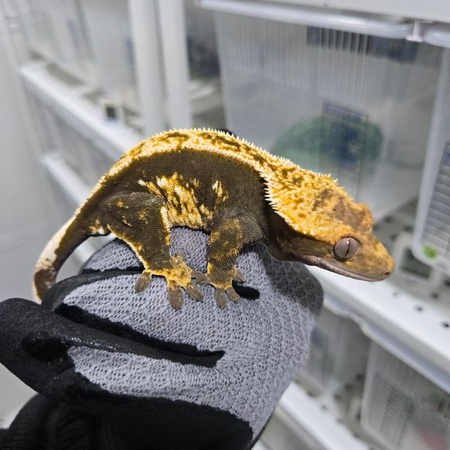 100%헷아잔틱 트라이 핀스트라이프 화이트포트홀