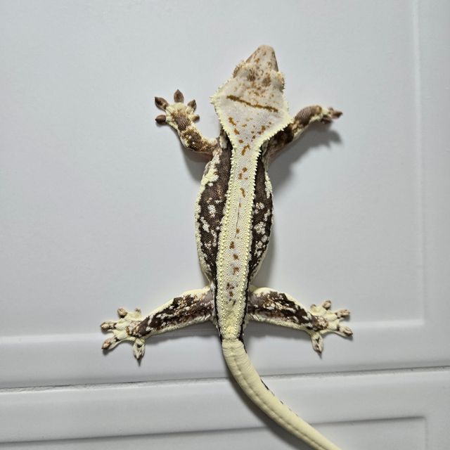 릴리화이트 풀핀 핀스트라이프 화이트스팟 화이트