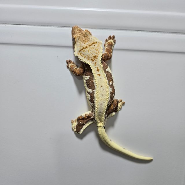 릴리화이트 레드