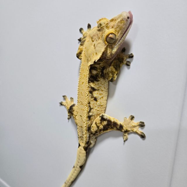 노멀 화이트 익스트림할리퀸