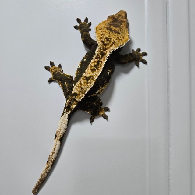 100%헷아잔틱 트라이 핀스트라이프 화이트포트홀