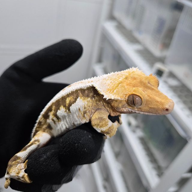 릴리화이트 트라이 할리퀸 화이트