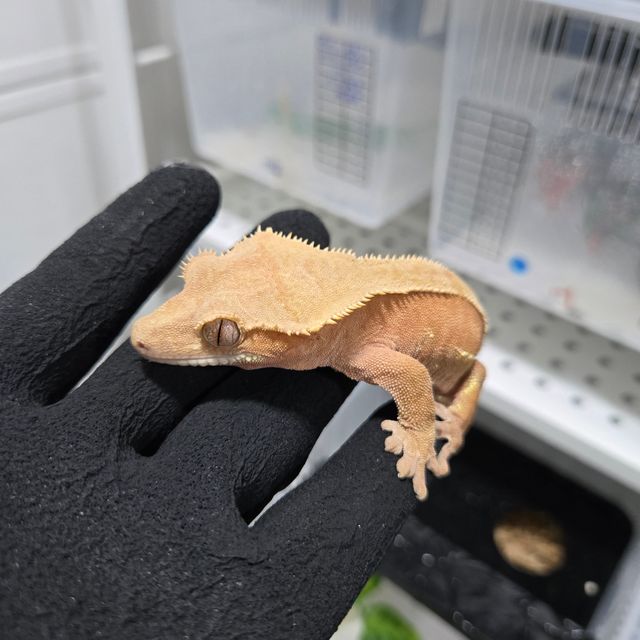 레드 바이 패턴리스