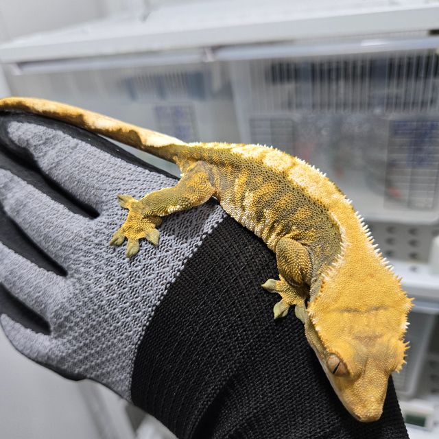 노멀 트라이 할리퀸 옐로우