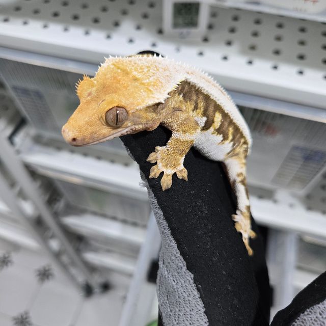 릴리화이트 트라이 할리퀸 화이트