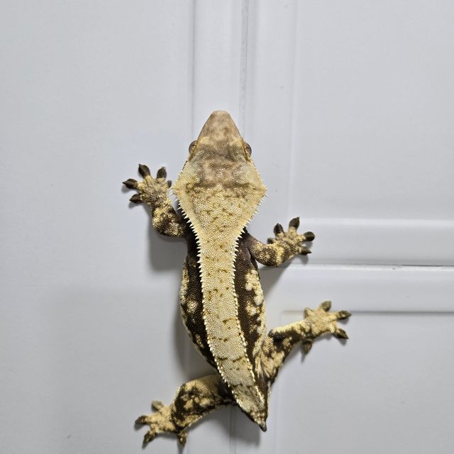 노멀 트라이 화이트스팟 쿼드