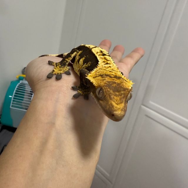 100%헷아잔틱 할리퀸