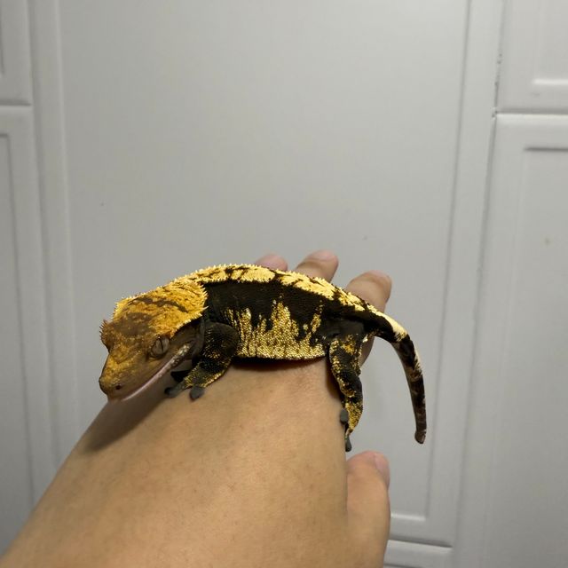 100%헷아잔틱 할리퀸