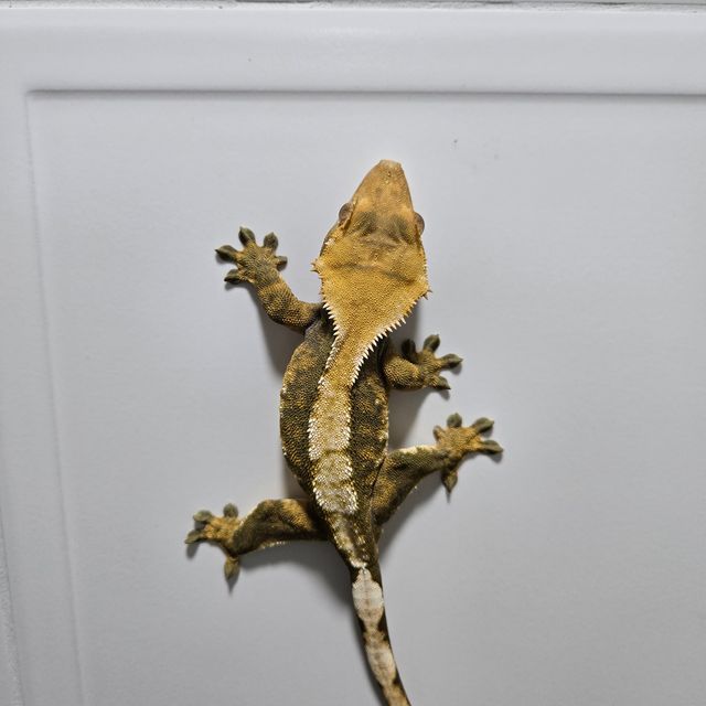 노멀 트라이 할리퀸 옐로우