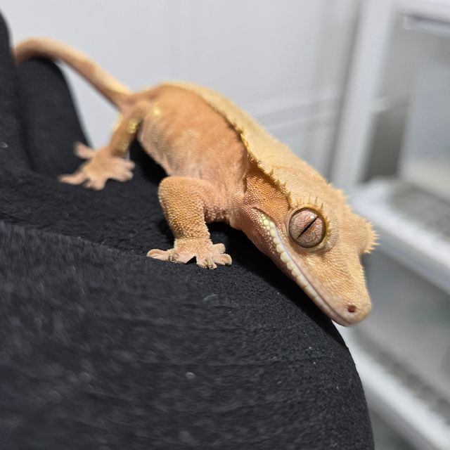 레드 바이 패턴리스