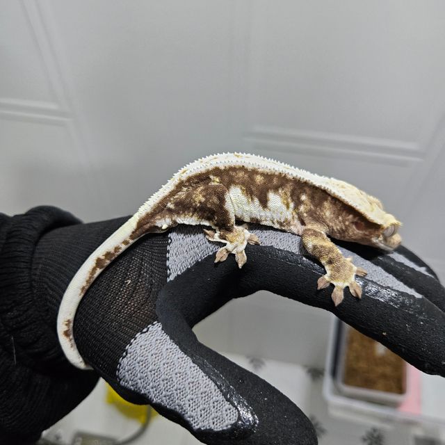 릴리화이트 화이트