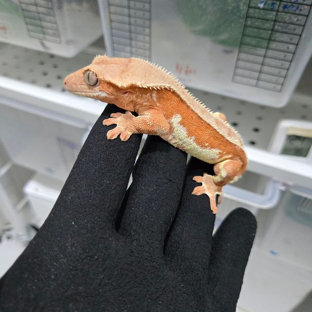 릴리화이트 레드 바이