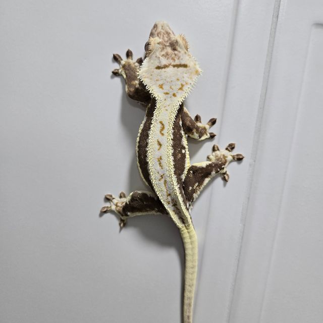 릴리화이트 풀핀 핀스트라이프 화이트