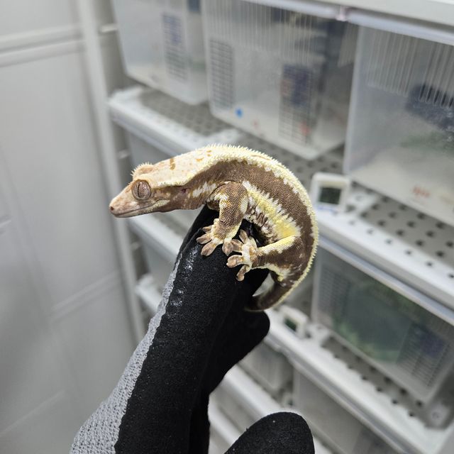 릴리화이트 풀핀 핀스트라이프 화이트