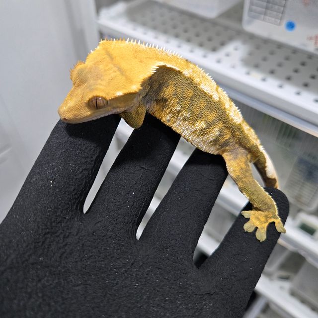 노멀 트라이 할리퀸 옐로우