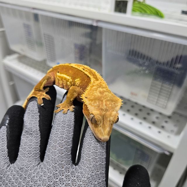 레드 핀스트라이프 쿼드