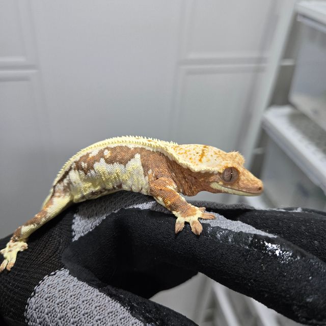 릴리화이트 레드