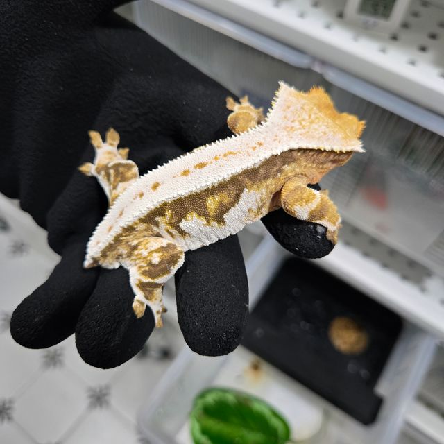 릴리화이트 트라이 할리퀸 화이트