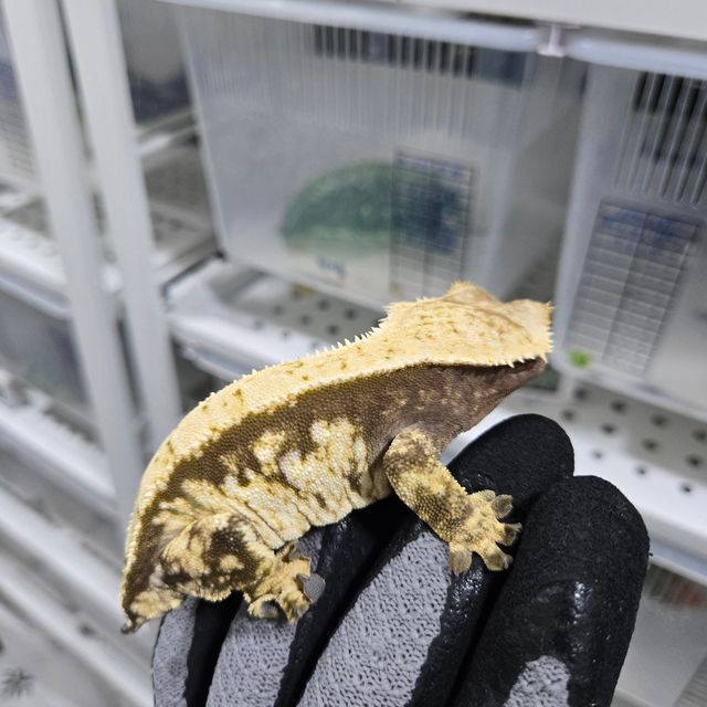 노멀 트라이 화이트스팟 쿼드