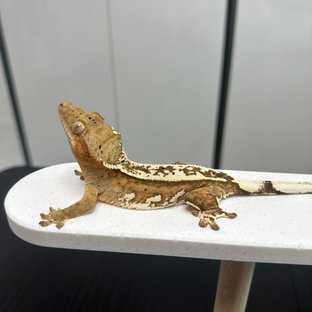 노멀 크림시클