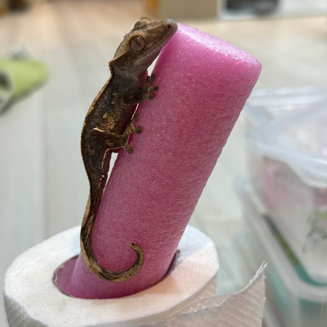핀스트라이프 쿼드