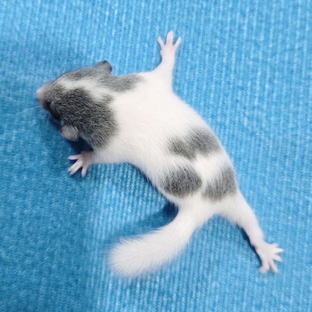 오레오