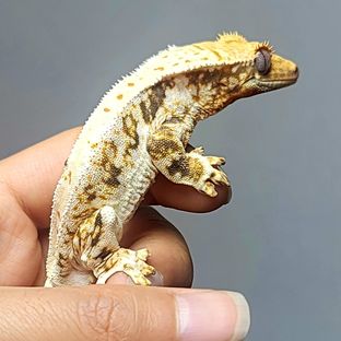 트라이 릴리화이트