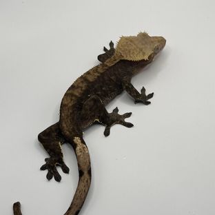 챠콜 알티