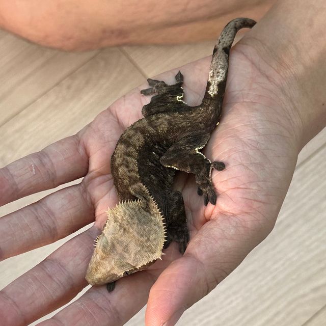 챠콜 알티