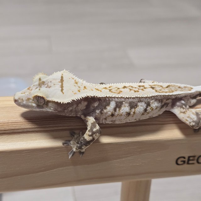 노멀 익스트림할리퀸 풀핀 할리퀸