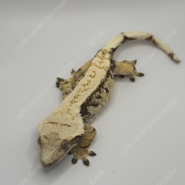 노멀 익스트림할리퀸 할리퀸 풀핀