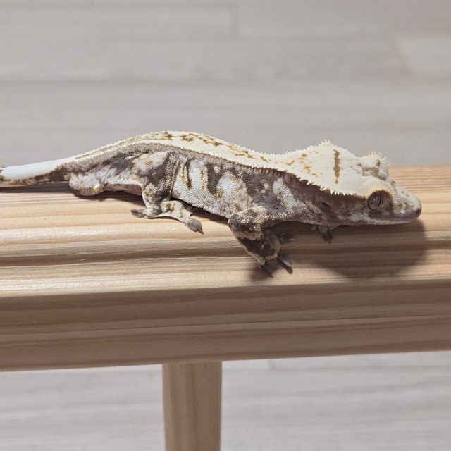 노멀 익스트림할리퀸 풀핀 할리퀸