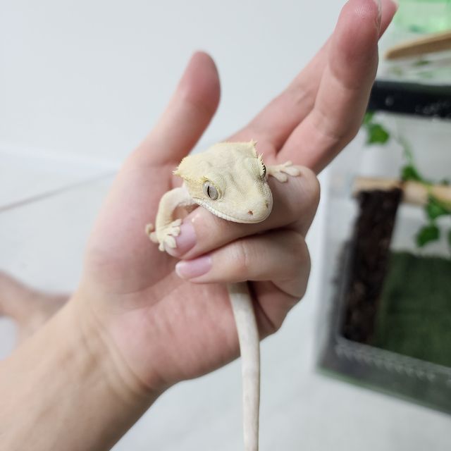 릴리화이트 패턴리스 크림 화이트