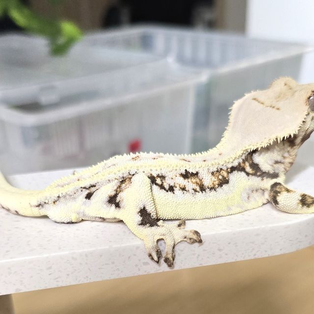 릴리화이트 트라이