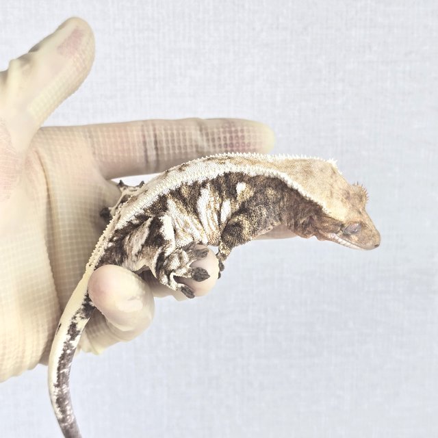 카푸치노 트라이 노멀