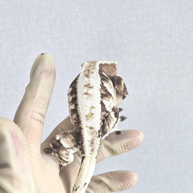 카푸치노 트라이 노멀