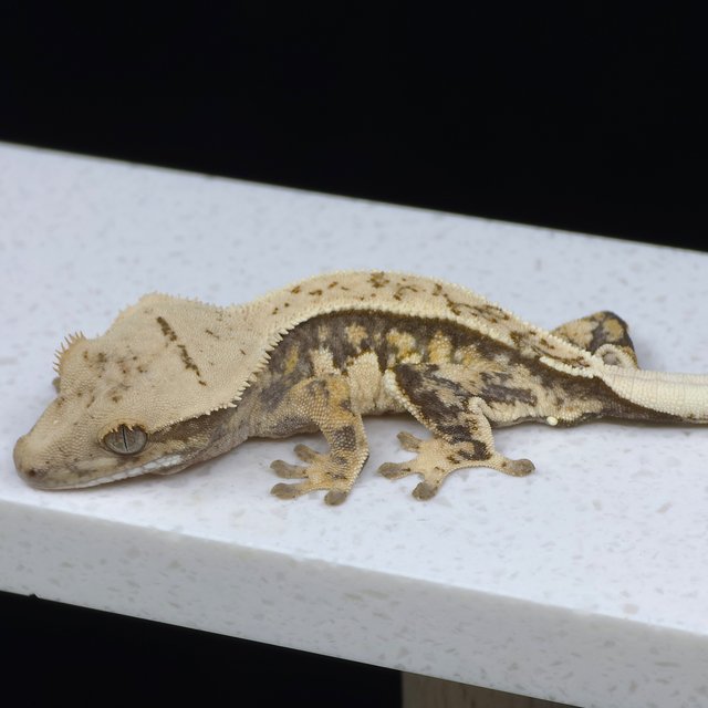 노멀 트라이 핀스트라이프