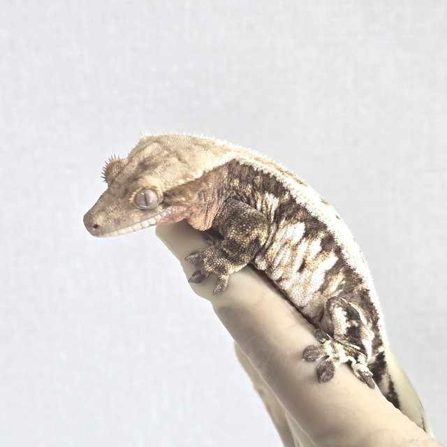 카푸치노 트라이 노멀