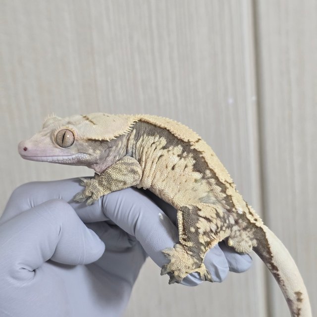 노멀 화이트스팟