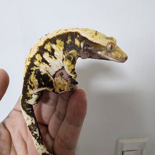 매이