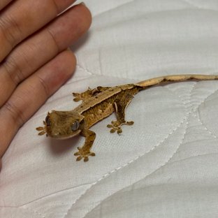 트라이 익스트림할리퀸