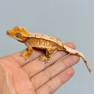 금귤x홍당무