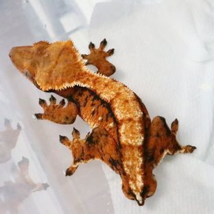 홍당무