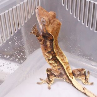 트라이 카푸치노