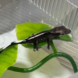 아잔틱