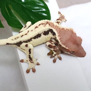 머랭