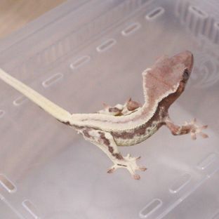 프라푸치노