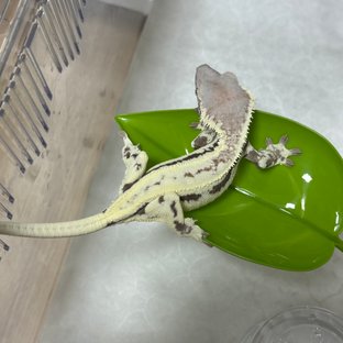 프라푸치노