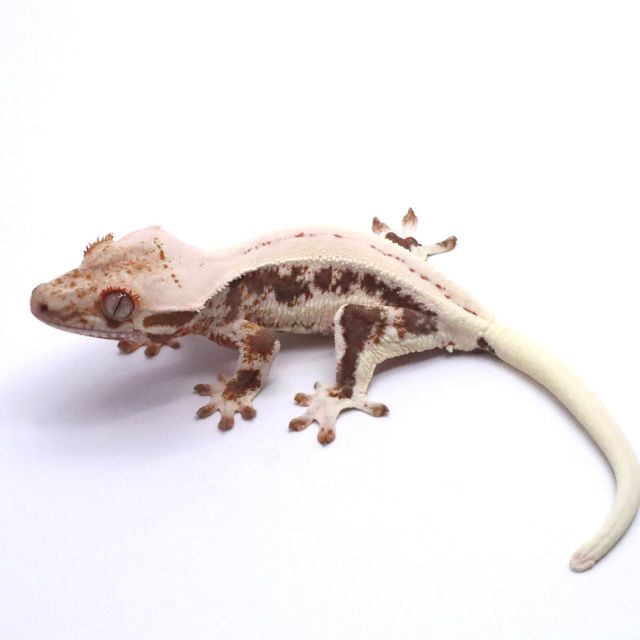 릴리화이트