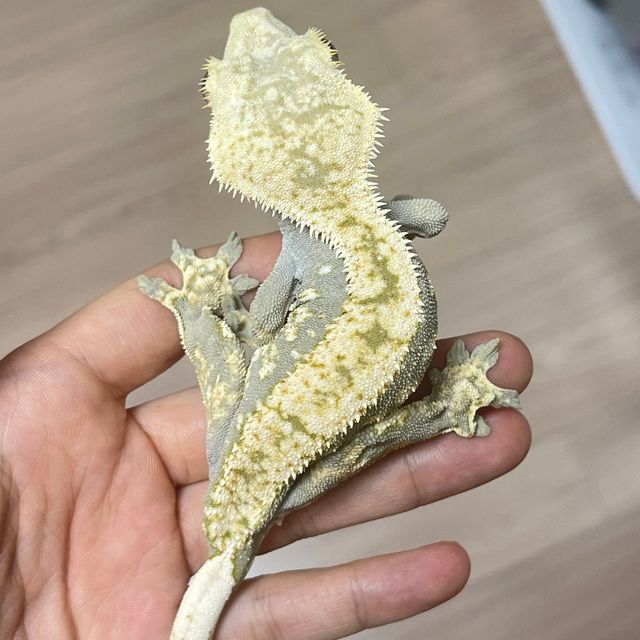 다크 블랙 화이트